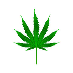 Hemp leaf icon. Greene leaf indica sativa isolated white background. Herbal medicinal plant. Natural cannabis. Vector illustration.
