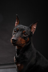 Studio close-up portrait of a Miniature Pinscher dog on a black background. Black Zwerg Pinscher with brown tan. Puppy with cropped ears. cropped ears. A dog's loyal gaze