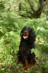 Black dog in the forest, greenery. Gordon setter outdoors in summer. Walking with a pet
