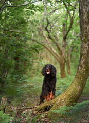 Black dog in the forest, greenery. Gordon setter outdoors in summer. Walking with a pet