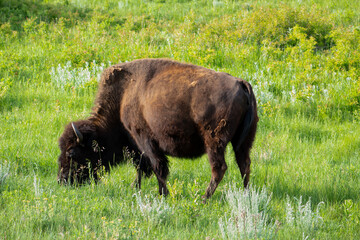 Buffalo in the Field