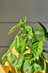 Bush of juicy green fresh basil close-up.