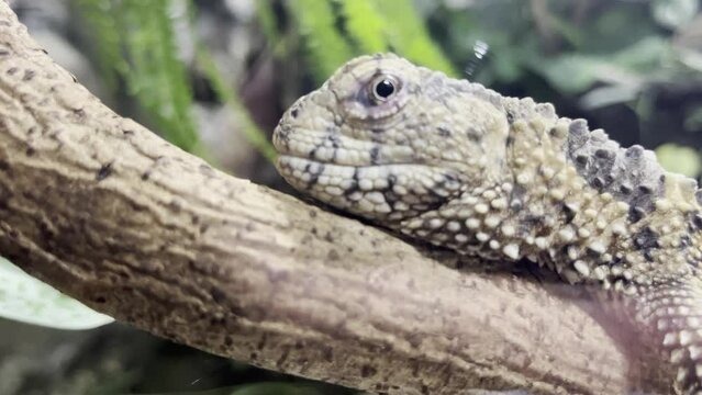head of an exotic exe lying on a branch close to the camera