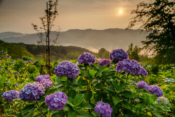 Obraz premium 美の山公園の紫陽花と日の出