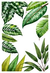A tropical trees with branches and foliage on a white background, Generative Ai