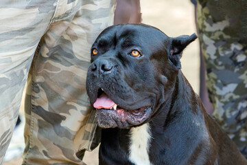Cane Corso dog at a dog show.