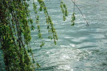 Beautiful tender green young willow branches hanging over the surface of the water on a sunny...
