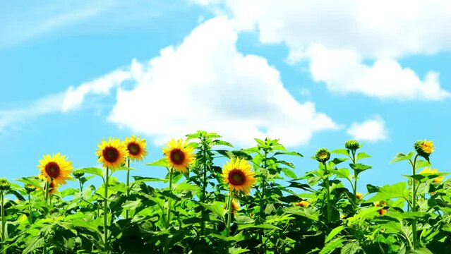 Beautiful yellow sunflowers under the blue sky in hot summer, Flower or flora background