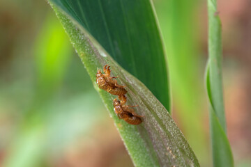 Cicada insect molt on tree in the park for metamorphosis grow up to adult insect.