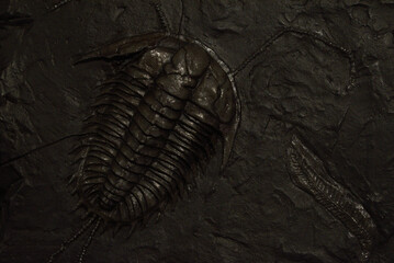 Trilobite fossil