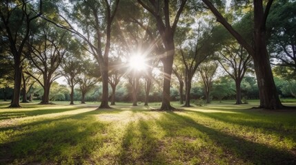 Fototapeta premium Sun beamed through trees in the lawn