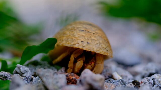 Animal Footage. 4k Hermit crabs video. Hermit crab wakes up in the middle of the gravel ground in the garden. Bandung - Indonesia. 4k