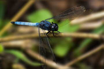 dragonfly on a branch