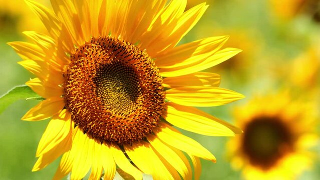 Beautiful yellow sunflowers swaying in wind in summer, Flower or flora background, Nobody, Slow motion