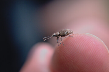 Tiny bug