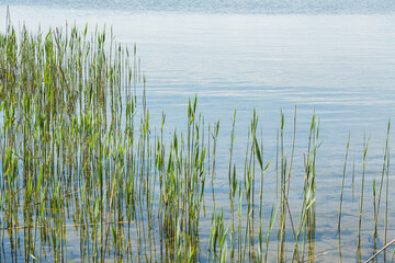 Obraz premium shore with grass in the water. background, Copy space