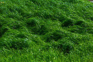 The texture of green grass surface for the background, Top view of grass field Ideal concept used for making green flooring,