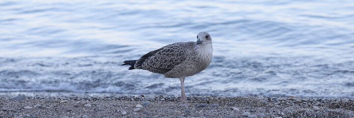 Obraz premium White and grey seagull on pebbles sea shore