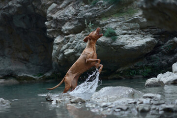 Fototapeta na wymiar dog plays with water, jumps. Active Hungarian Vizsla in nature against the backdrop of rocks