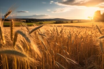 Wheat field at sunset. Beautiful natural sunset landscape.
