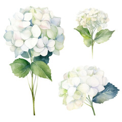 Set of white floral watecolor. Hydrangea flowers and leaves. Floral poster, invitation floral. Vector arrangements for greeting card or invitation design	