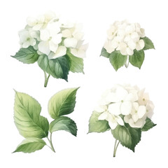Set of white floral watecolor. Hydrangea flowers and leaves. Floral poster, invitation floral. Vector arrangements for greeting card or invitation design	