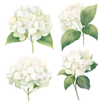 Set of white floral watecolor. Hydrangea flowers and leaves. Floral poster, invitation floral. Vector arrangements for greeting card or invitation design	