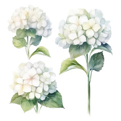 Set of white floral watecolor. Hydrangea flowers and leaves. Floral poster, invitation floral. Vector arrangements for greeting card or invitation design	