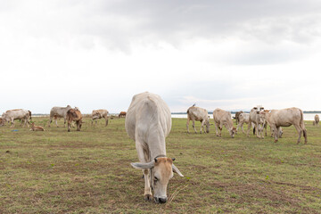 Herd of cows grazing in a meadow on a cloudy day