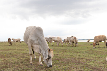 Herd of cows grazing in a green meadow on a cloudy day