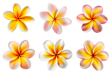 frangipani, plumeria flowers collection isolated on transparent background