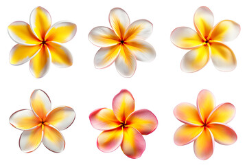 Fototapeta premium frangipani, plumeria flowers collection isolated on transparent background