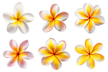 Fototapeta na wymiar frangipani, plumeria flowers collection isolated on transparent background