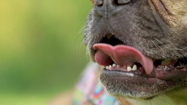 Close-up of a tired French Bulldog with its tongue sticking out. The dog is deeply breathing while lying on the grass during hot weather.