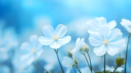 Shades of Spring: Delicate White Primroses on an Atmospheric Blue Macro Background