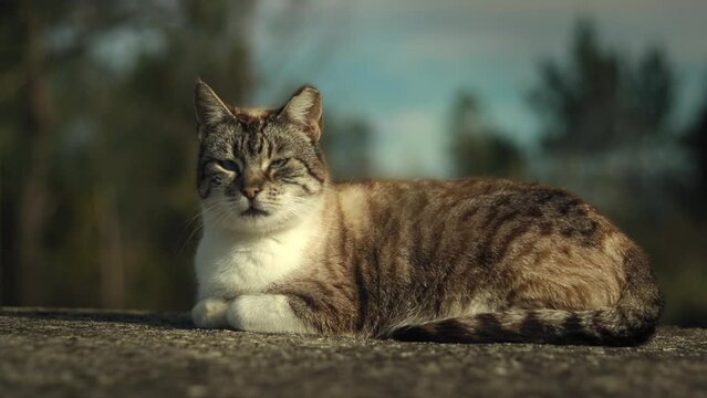 Tabby Cat sunbathing in Animal Shelter