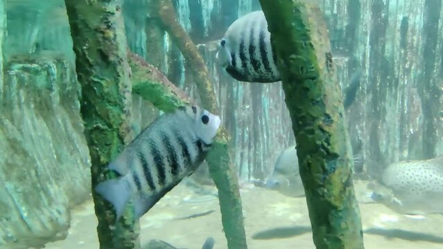 Pearl spot fish or Karimeen fish , also known as Green Chromides is gracefully swimming in underwater pond
