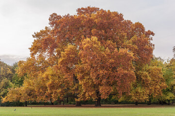 Park in Margaret Island, Budapest, Hungary. Autumn Tree