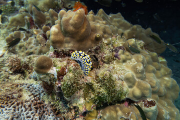 Nudibranch sea worm walk at coral reef in close up shot with deep blue sea underwater and colurful soft and hard coral landscape with blue water and fish background