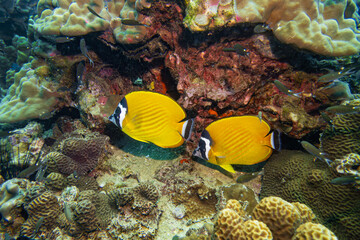 Weibel's butterflyfish swim couple underwater in deep blue sea with sea sand and fish and coral reef landscape in blue water background