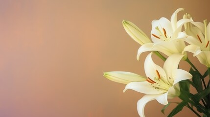 lilies isolated on soft pastel background with copy space.
