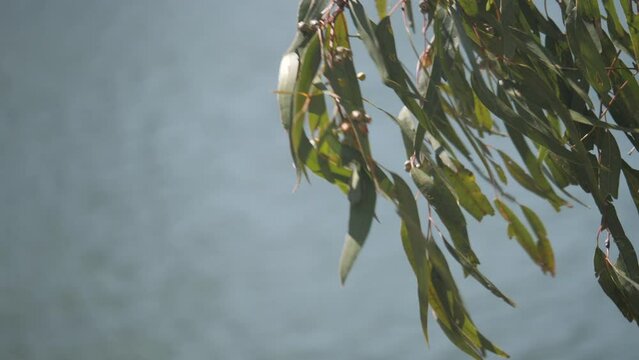 Australian rural scenes  - leaves on gumtree