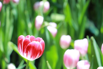 Close up pink tulip flowers in a garden in selective focus. Spring flowers in pastel colours in tulip field.Thailand.	 - 620789215