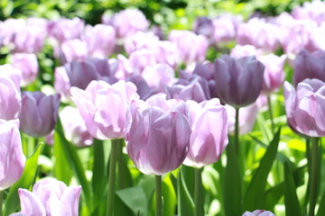 Close up purple  or call Queen of Night' this fantastic variety has beautiful dark purple petals which can sometimes appear black in certain lights. in tulip field, Thailand. - 620789222