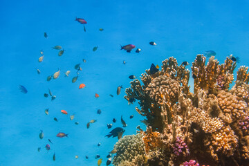 lot of different colorful little fishes near corals during diving in egypt