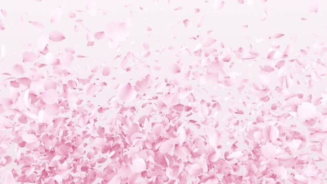 Cherry Blossom  Burst 2 Clip on Alpha Channel. 3D rendering. Cherry blossom 2 clip on white background and on an alpha channel place on footage or background and easier to adjust color.