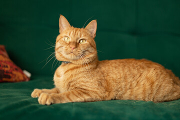 big red domestic cat lies on the couch, neutered pet