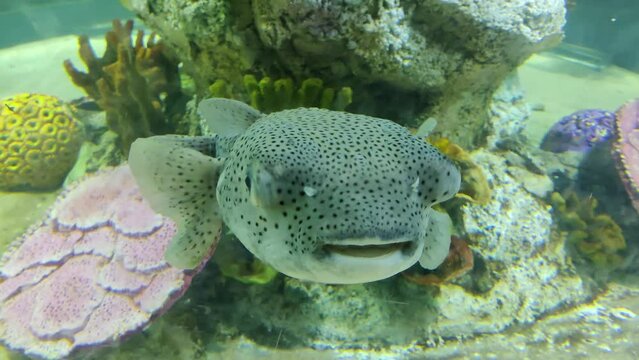 Giant Porcupine fish or Spotted Porcupine Fish (Diodon hystrix) and Lettuce coral or Yellow Scroll Coral (Turbinaria reniformis). Gracefully swimming in a underwater sea