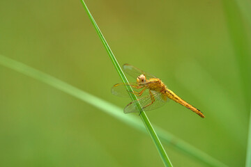Dragonfly resting on a stick of vegetation