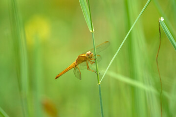 Dragonfly resting on a stick of vegetation